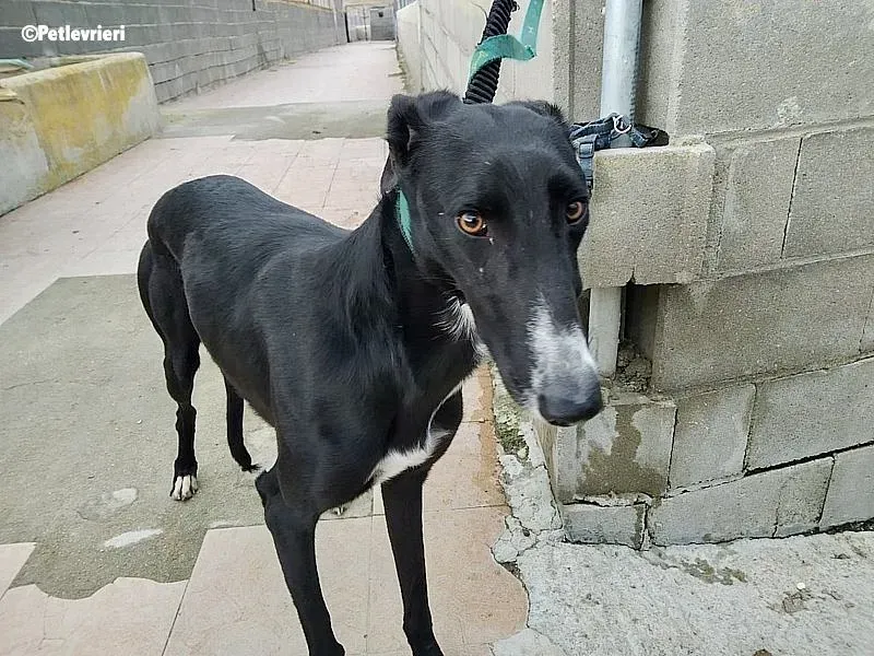 Gaitano adozione levrieri galgo 1