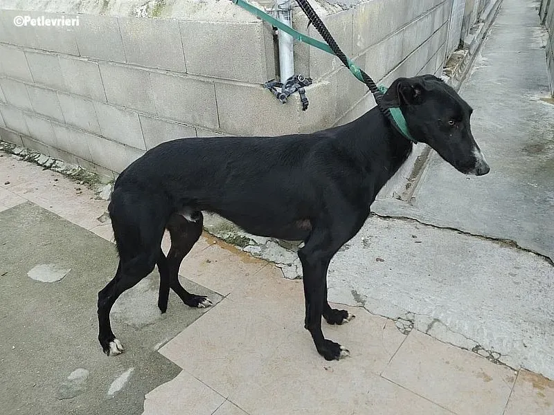 Gaitano adozione levrieri galgo 2
