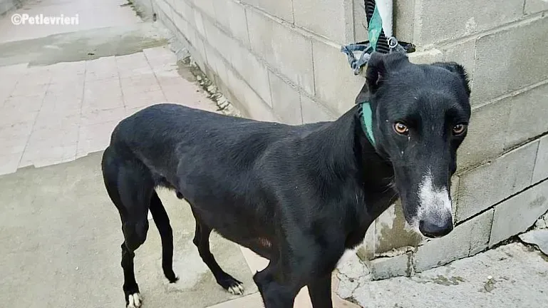 Gaitano adozione levrieri galgo 3 2