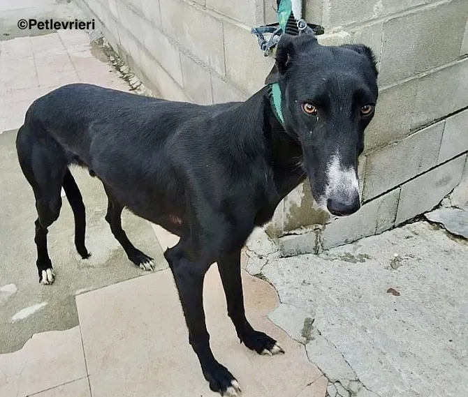 Gaitano adozione levrieri galgo 3