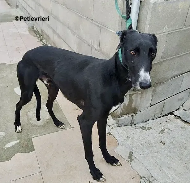 Gaitano adozione levrieri galgo 4