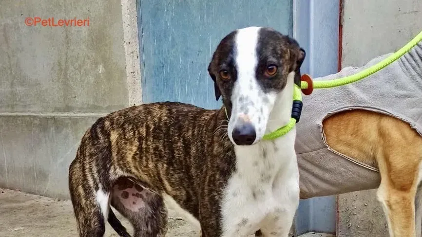 Gala adozione levrieri galgo 1