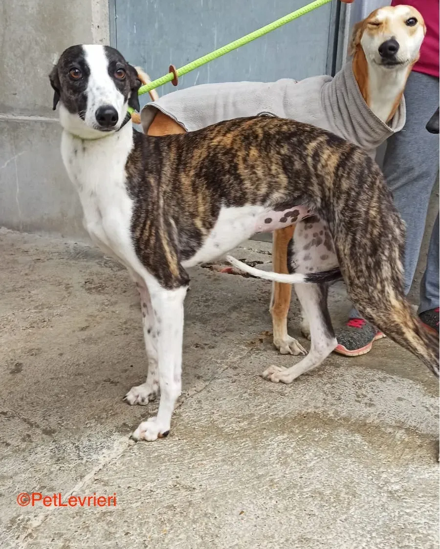 Gala adozione levrieri galgo 2
