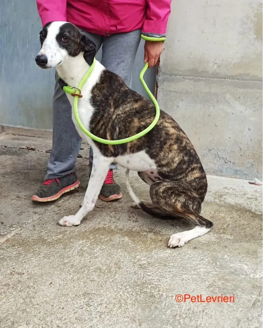 Gala adozione levrieri galgo 3