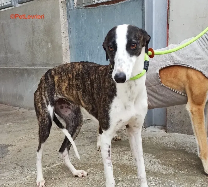 Gala adozione levrieri galgo 4