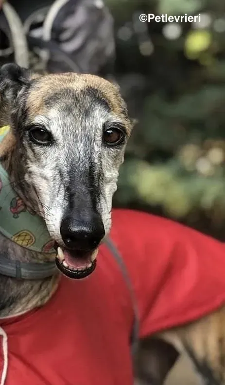 Gala adozione levrieri galgo 9 2