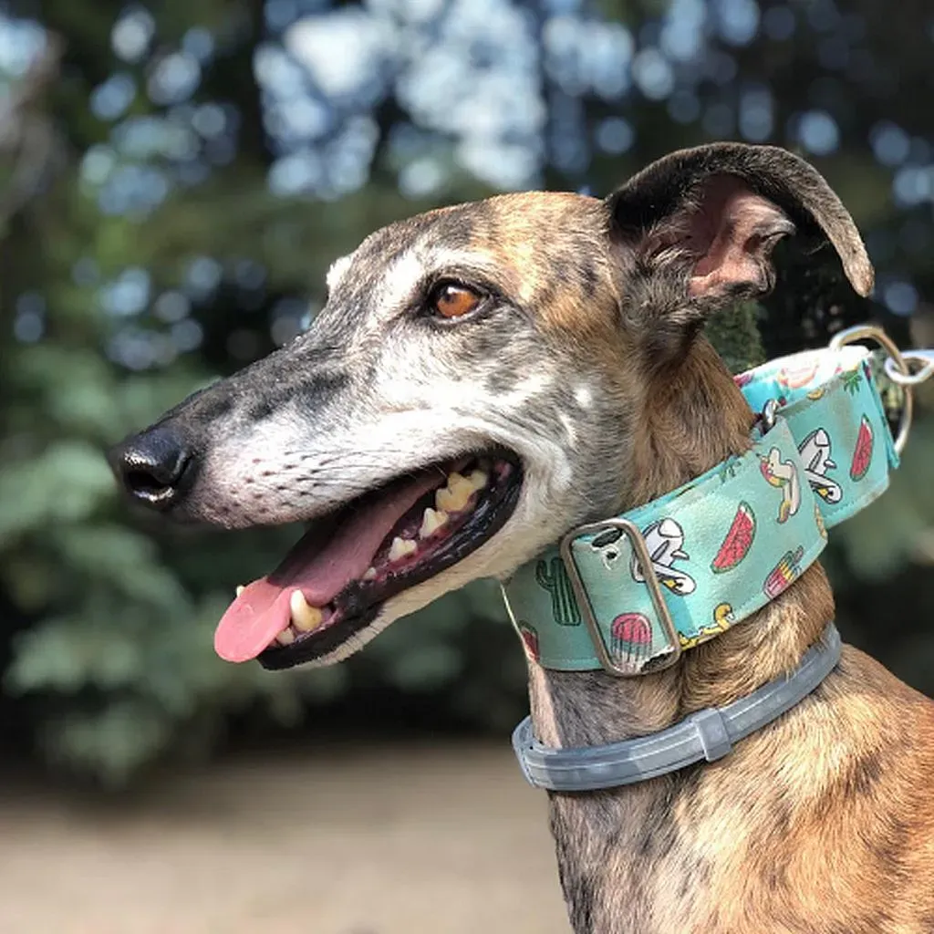 Gala adozioni levrieri galgo 1