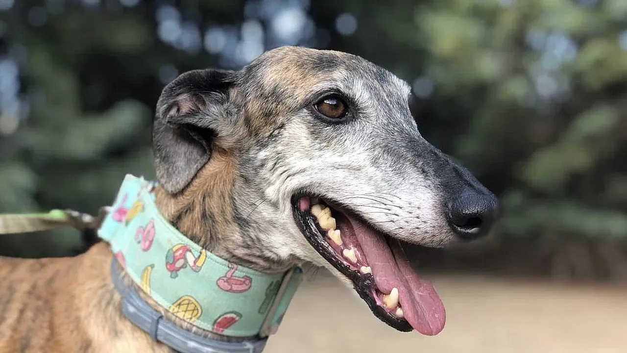 Gala adozioni levrieri galgo 3