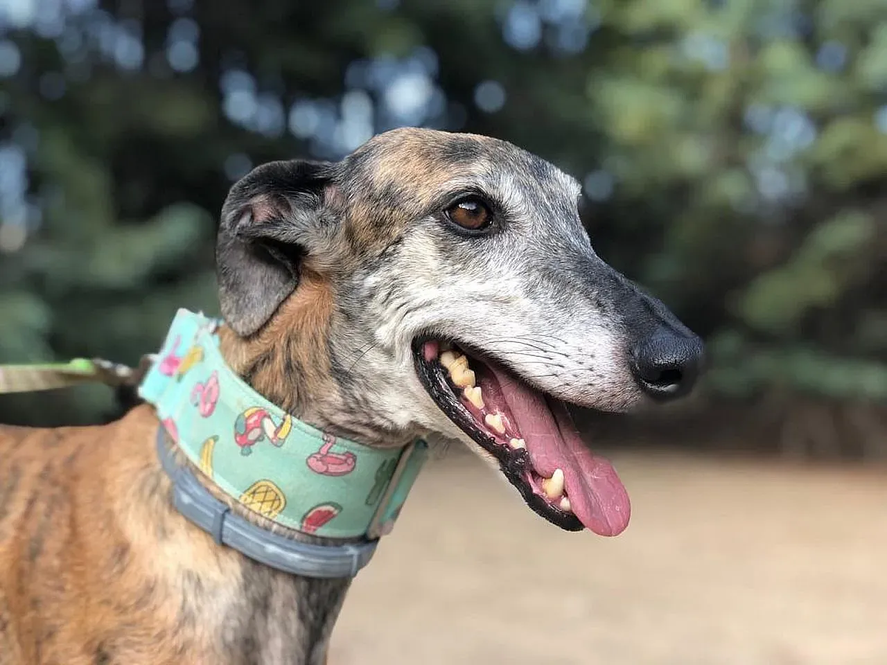 Gala adozioni levrieri galgo 3