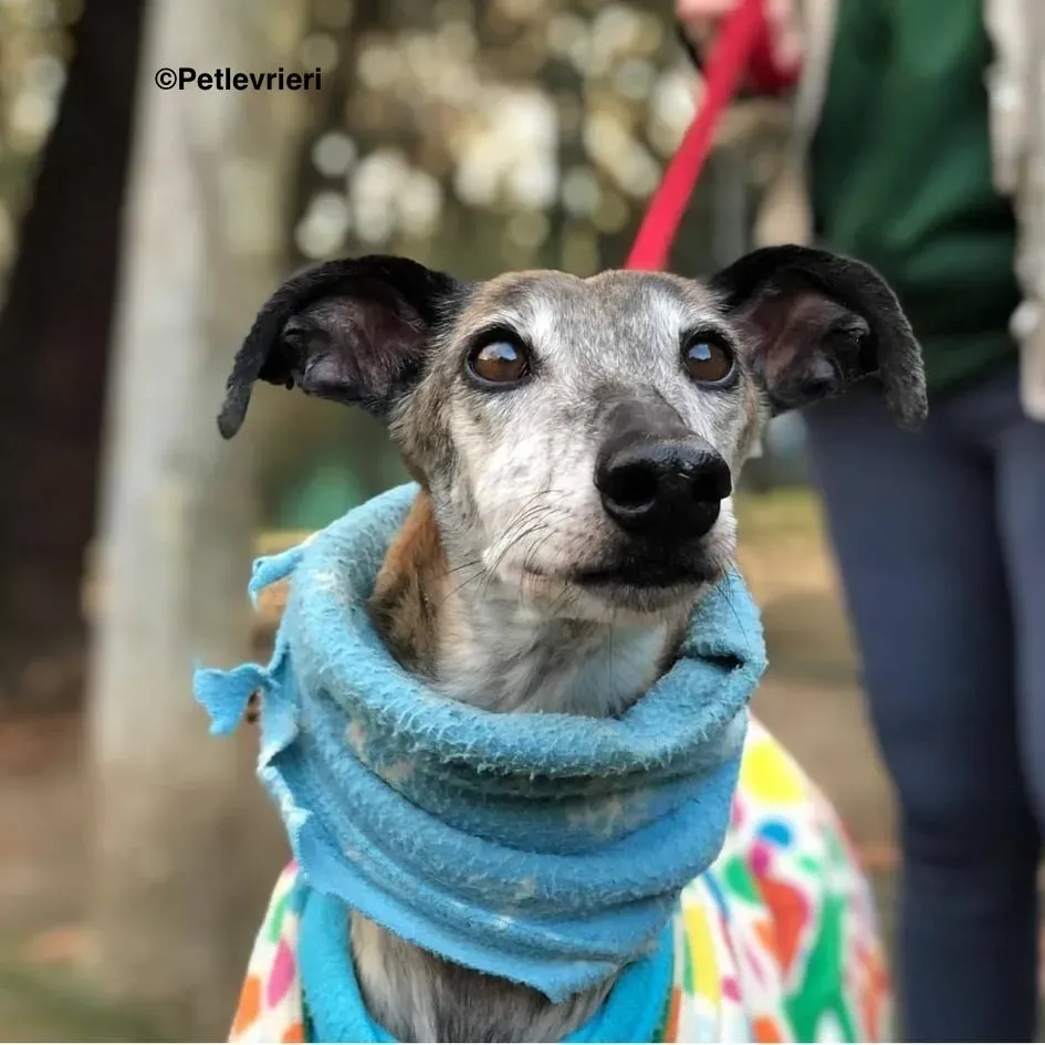 Gala adozioni levrieri galgo 4