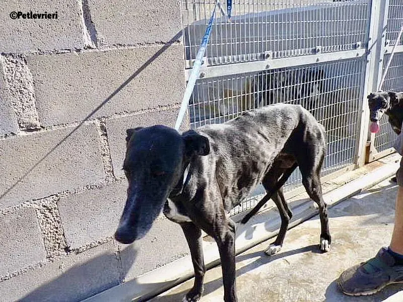 Galassia Chip 7212 adozione levrieri galgo 1