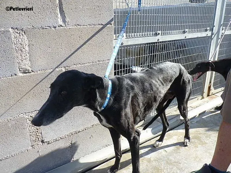 Galassia Chip 7212 adozione levrieri galgo 2