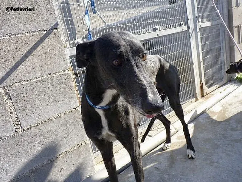 Galassia Chip 7212 adozione levrieri galgo 3