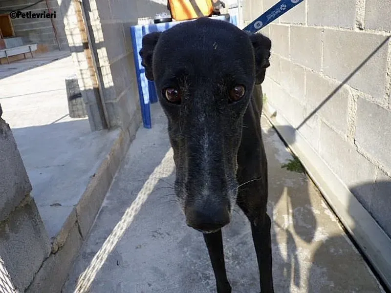 Galassia Chip 7212 adozione levrieri galgo 4