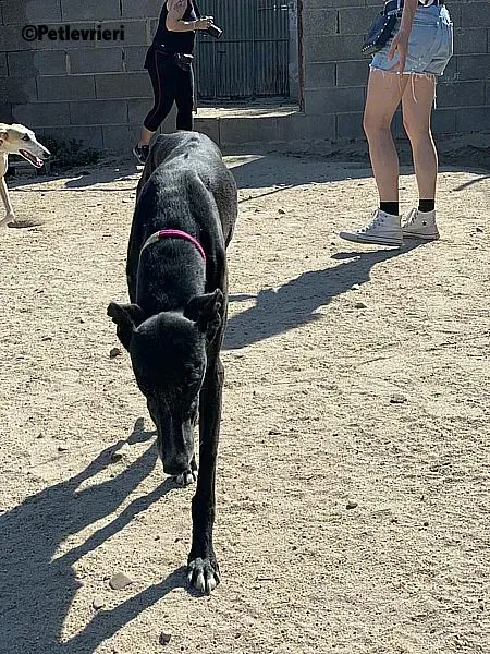 Galassia adozione levrieri galgo 1