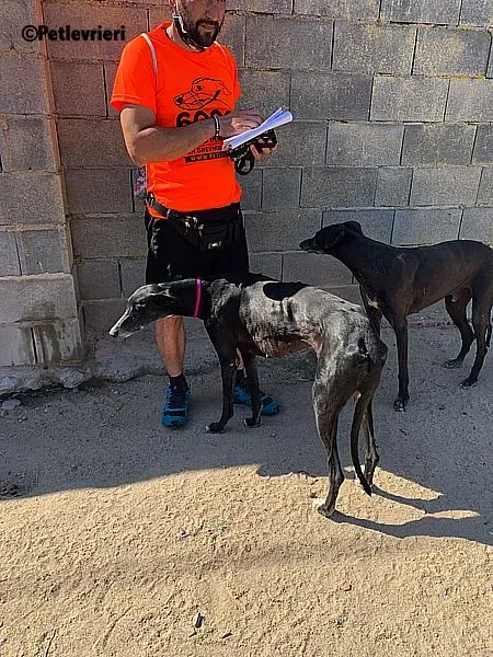 Galassia adozione levrieri galgo 2