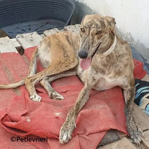 Galaxia galgo adozione pet levrieri onlus 1