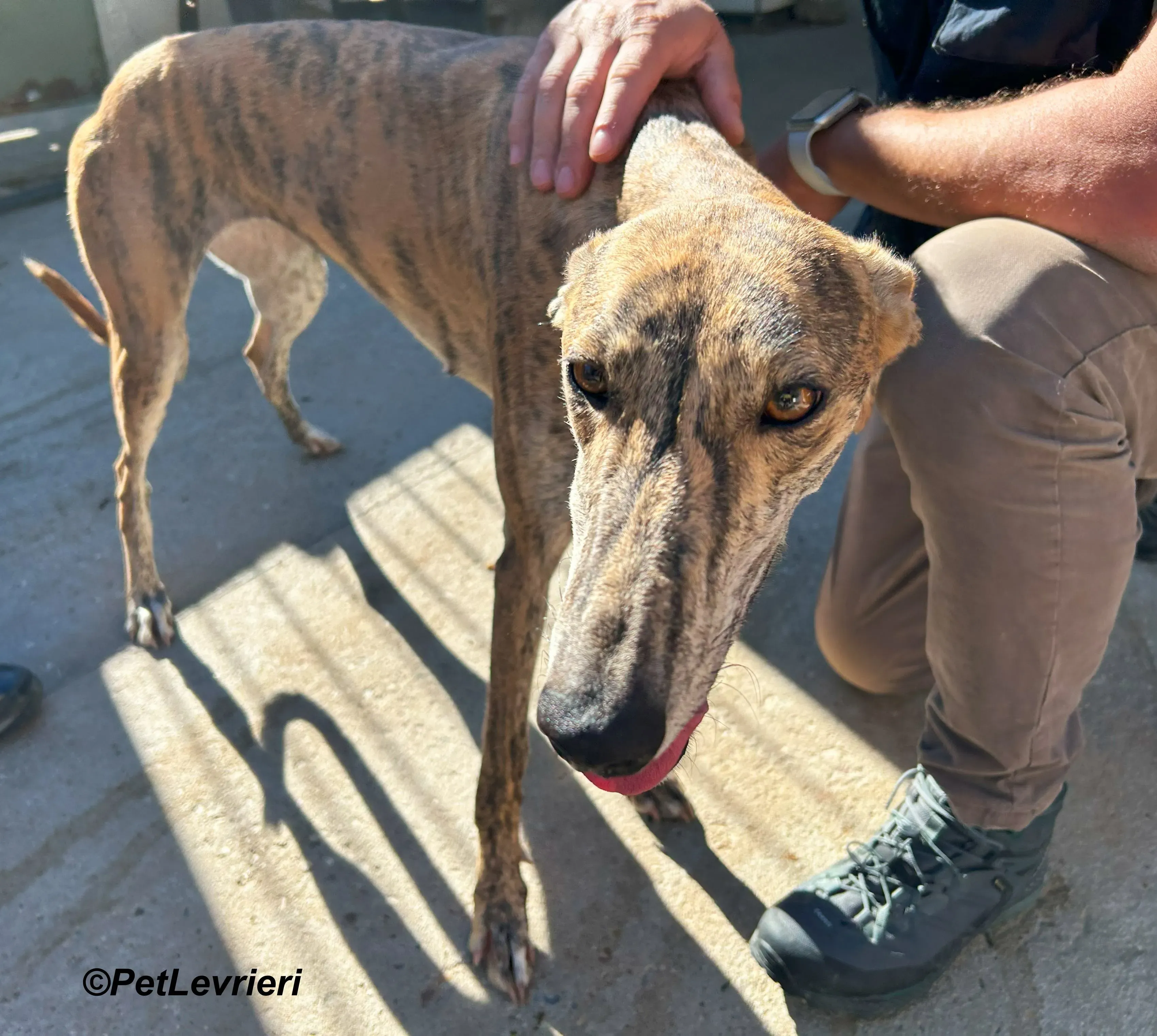 Galaxia galgo adozione pet levrieri onlus 10