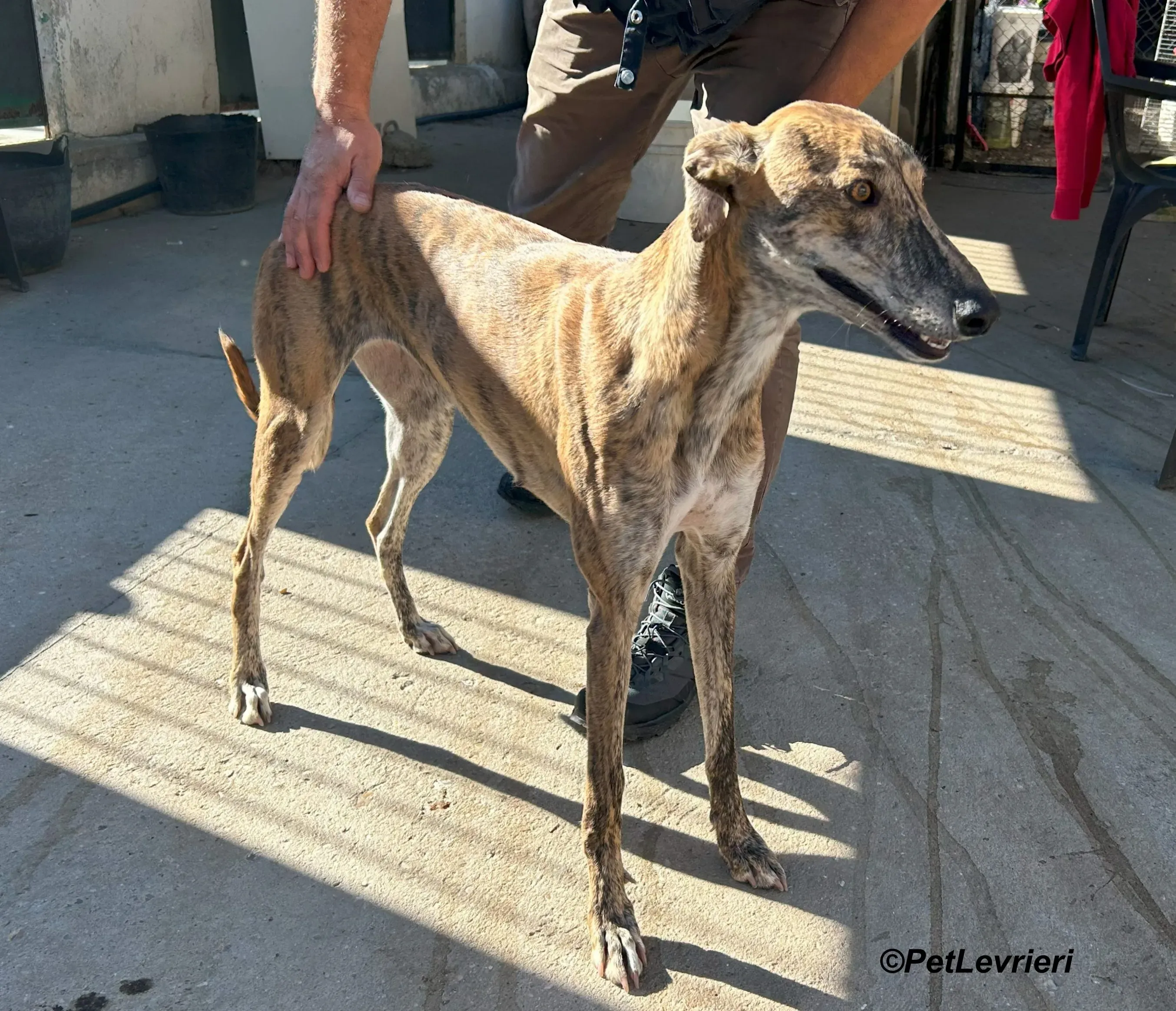 Galaxia galgo adozione pet levrieri onlus 11