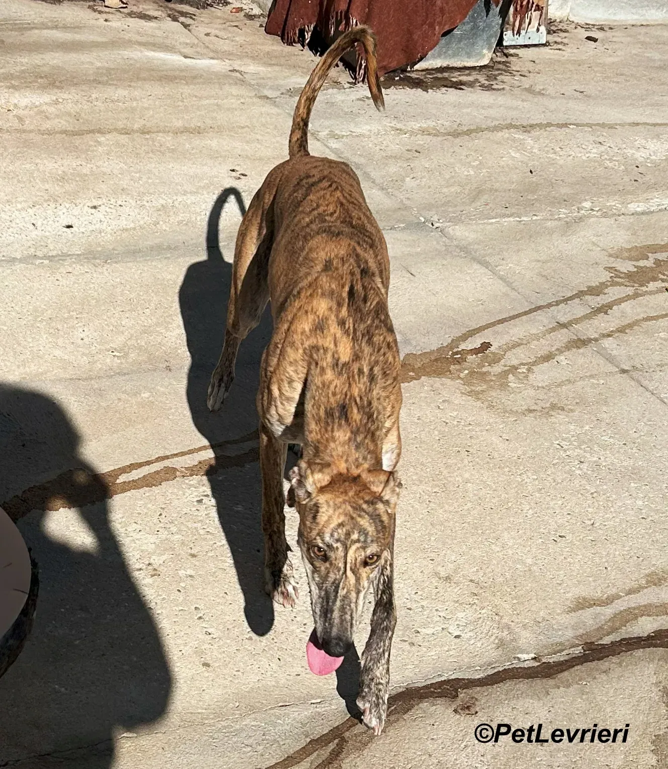 Galaxia galgo adozione pet levrieri onlus 12