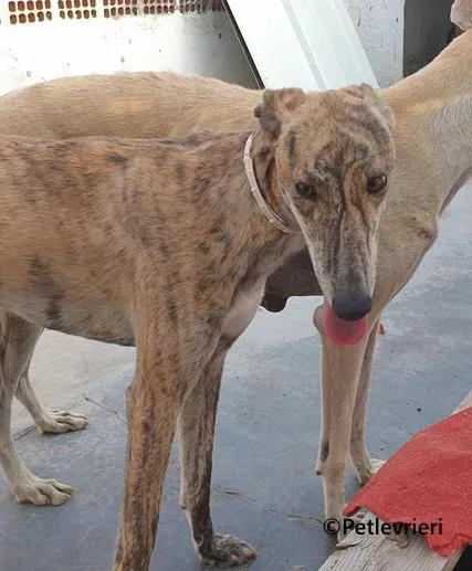 Galaxia galgo adozione pet levrieri onlus 2
