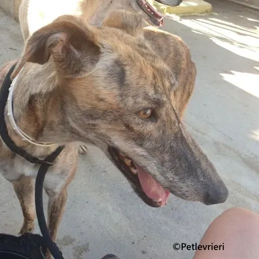 Galaxia galgo adozione pet levrieri onlus 3