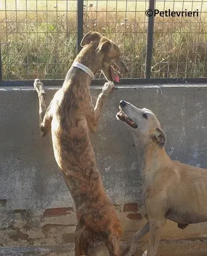 Galaxia galgo adozione pet levrieri onlus 4