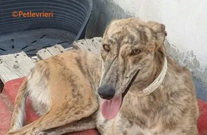 Galaxia galgo adozione pet levrieri onlus 5