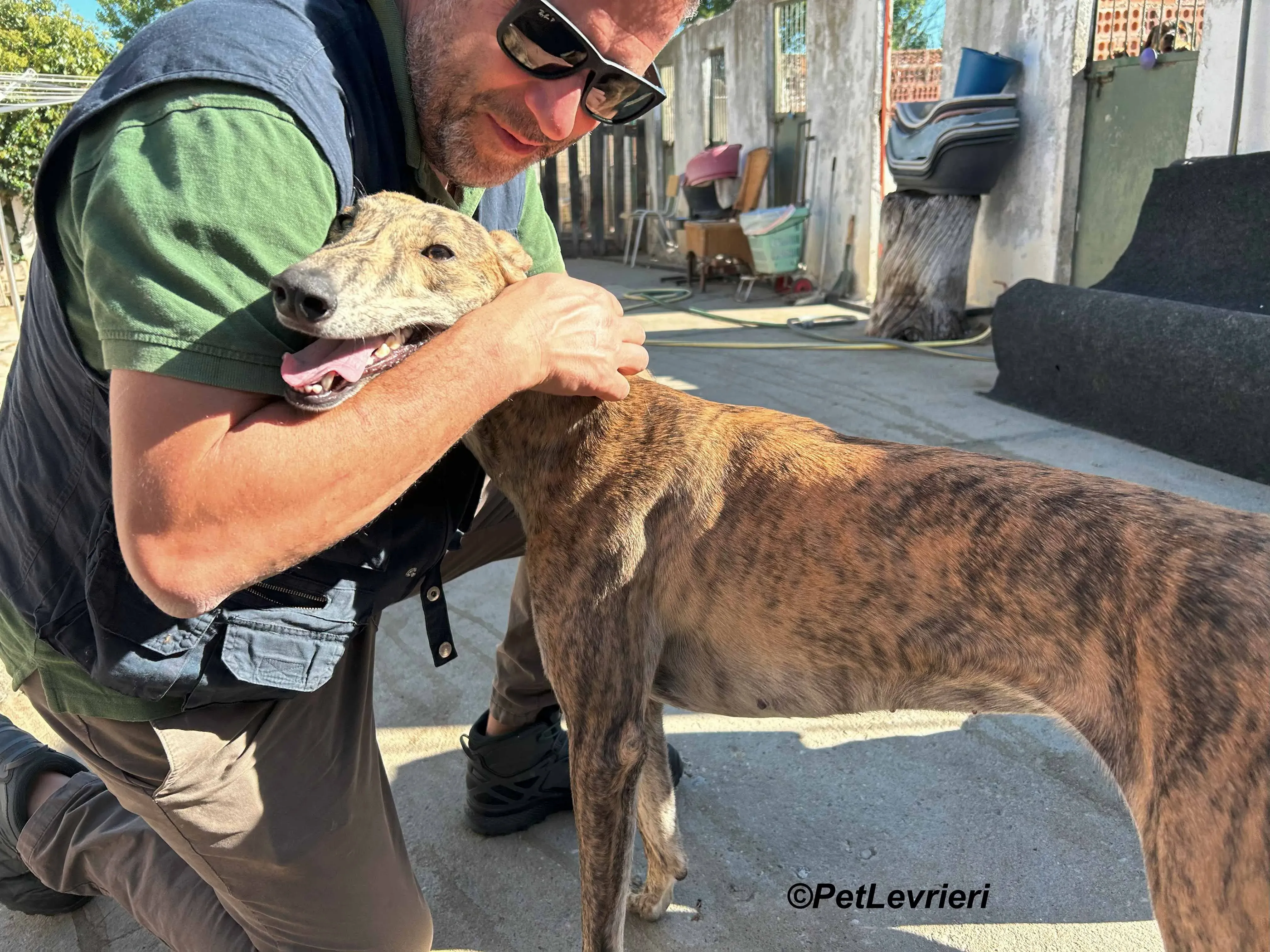 Galaxia galgo adozione pet levrieri onlus 6