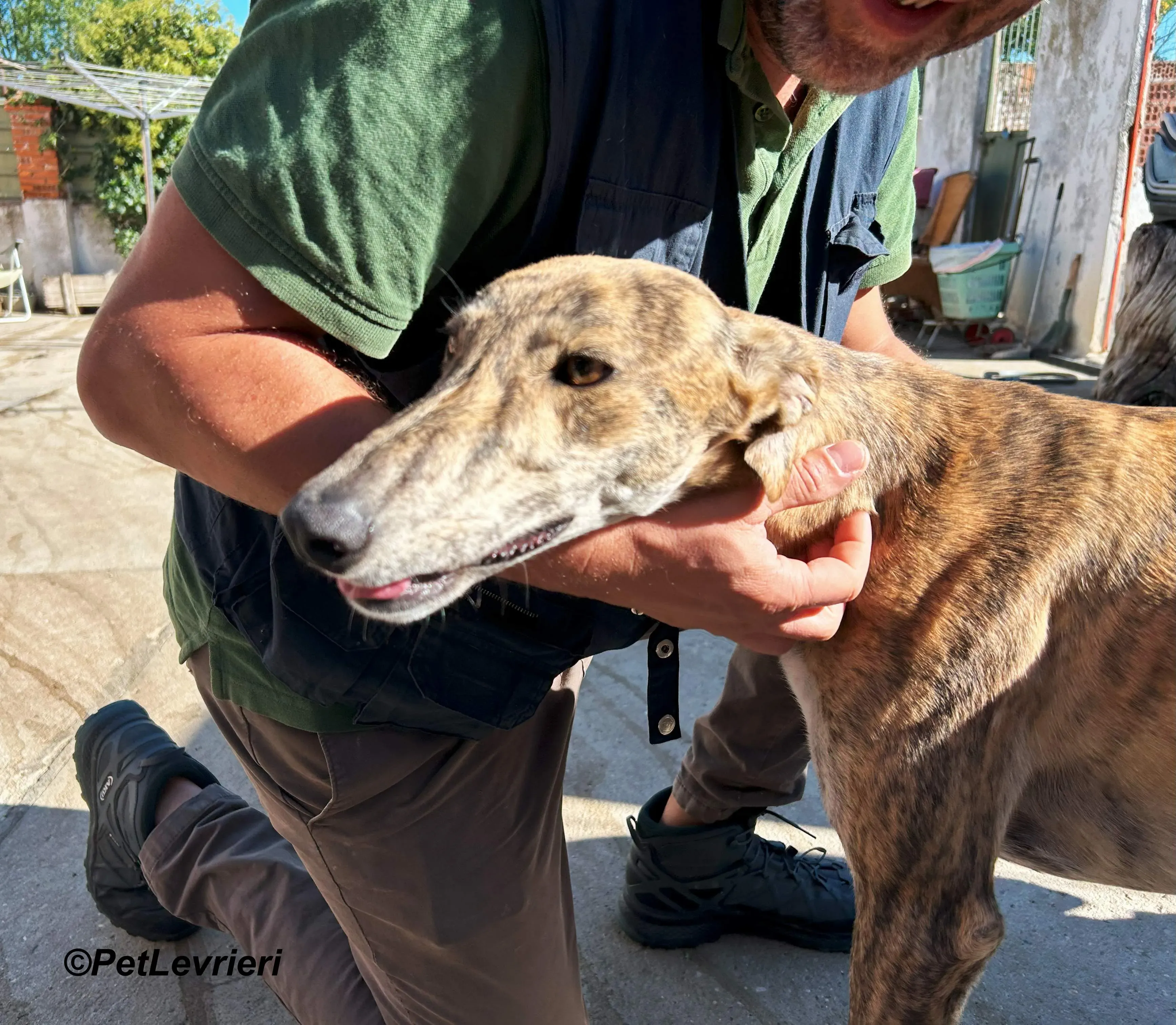 Galaxia galgo adozione pet levrieri onlus 7