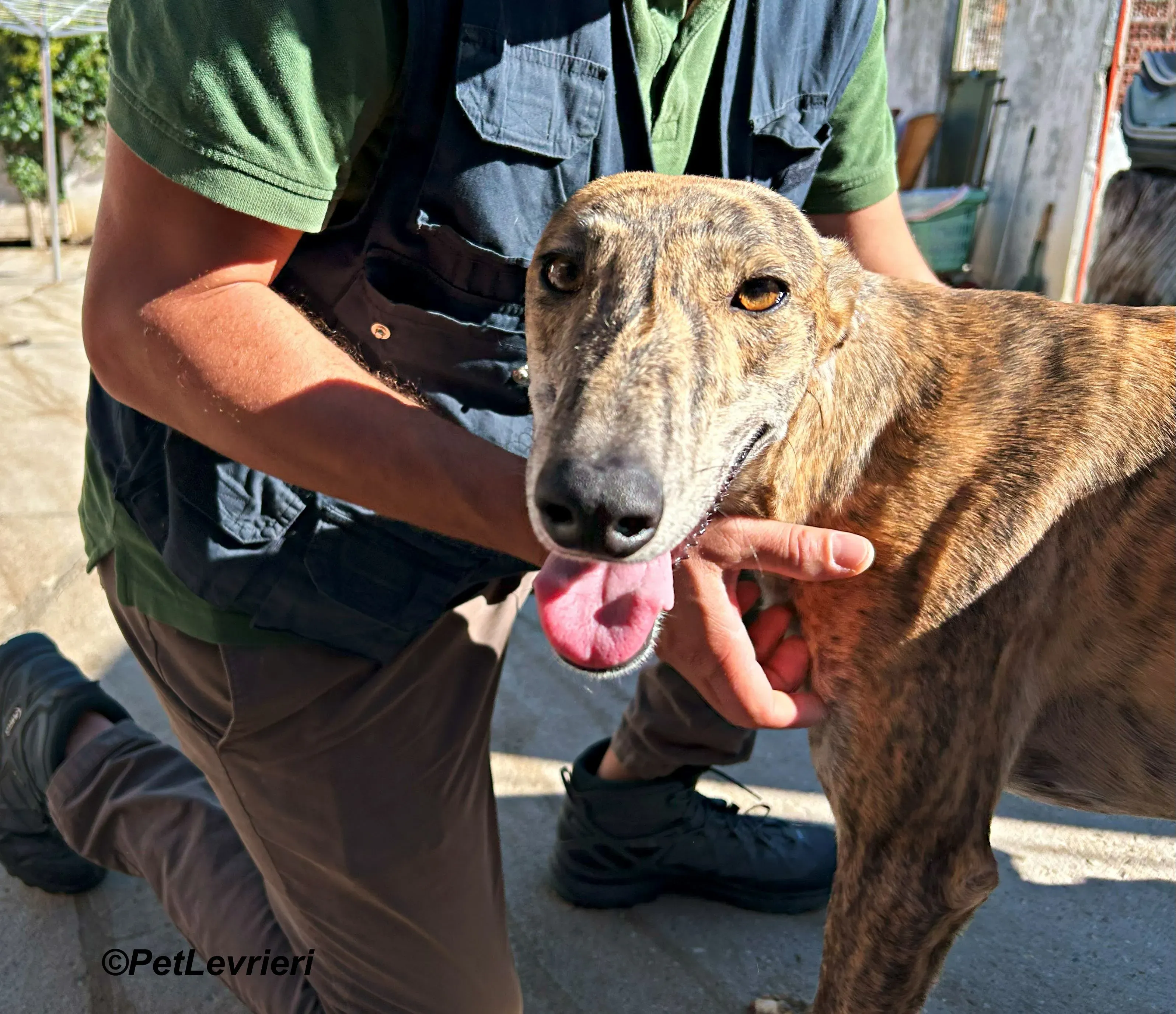 Galaxia galgo adozione pet levrieri onlus 8