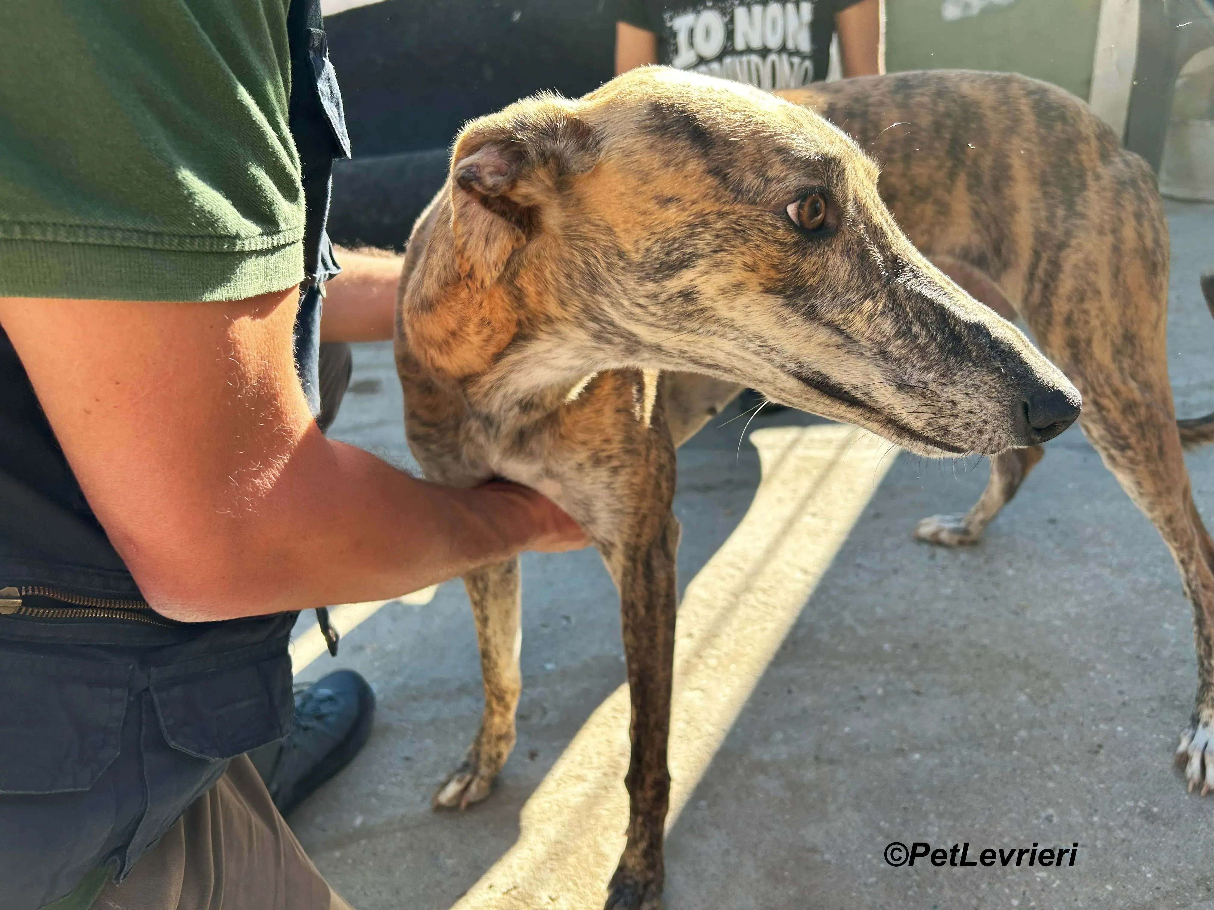 Galaxia galgo adozione pet levrieri onlus 9