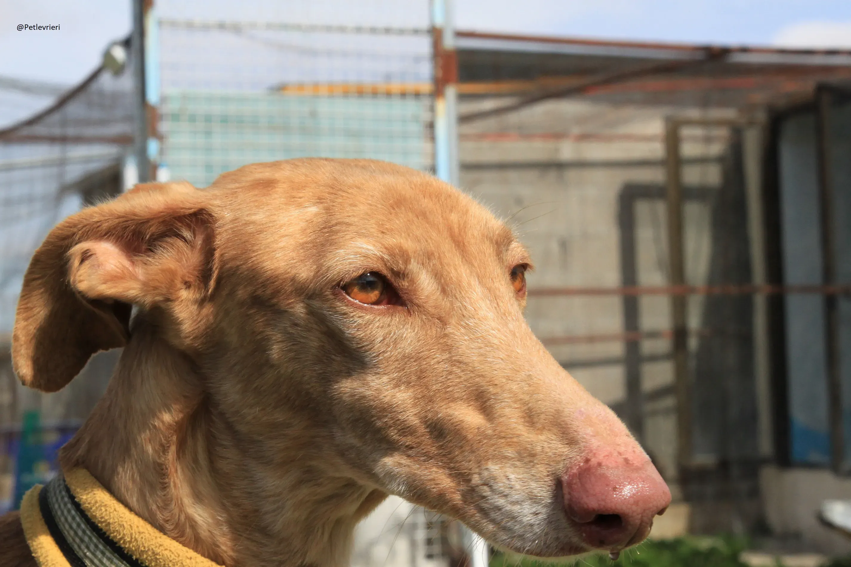 Galga 3200 Galgo Adozione levrieri 1