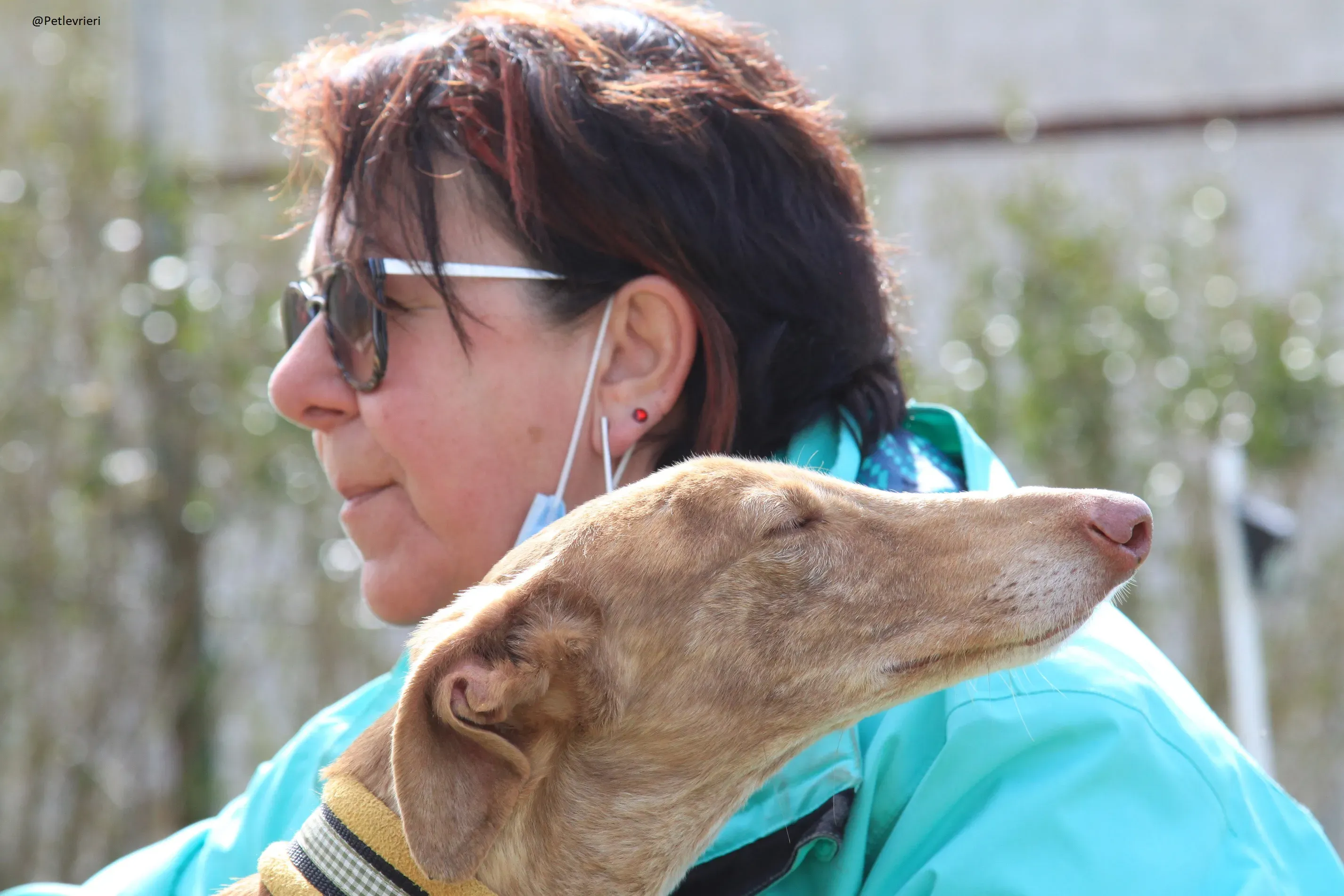 Galga 3200 Galgo Adozione levrieri 10