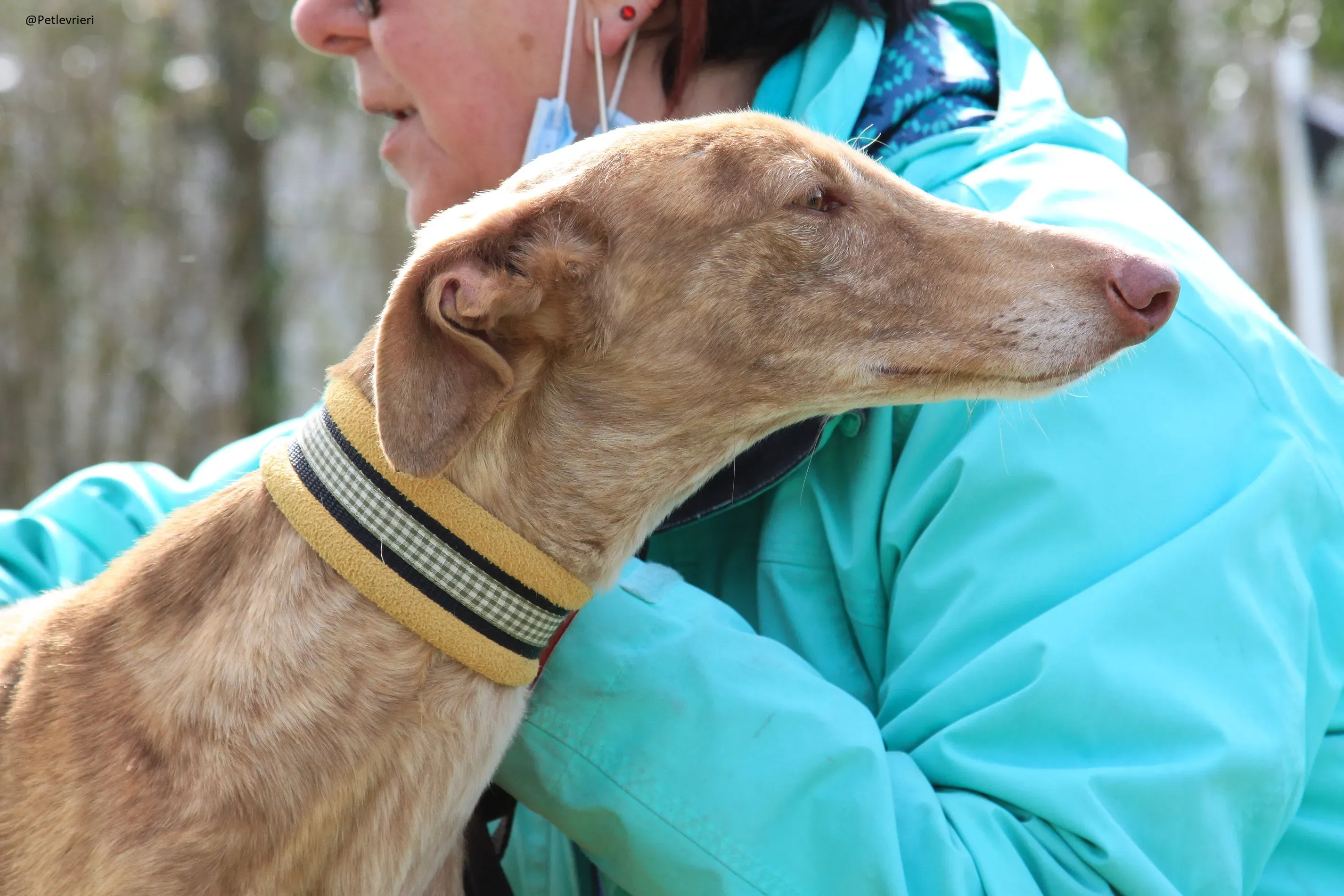 Galga 3200 Galgo Adozione levrieri 11