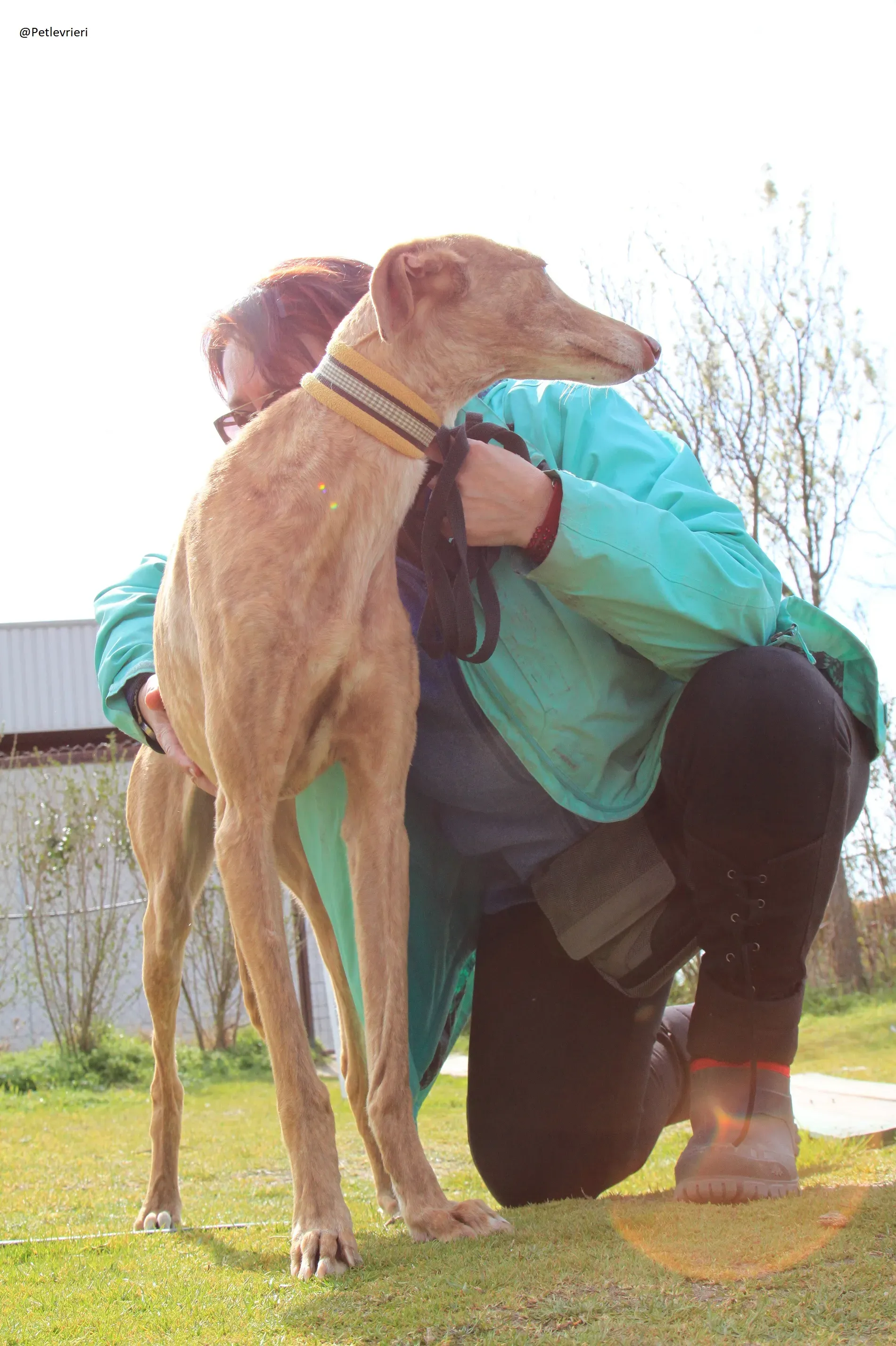 Galga 3200 Galgo Adozione levrieri 12