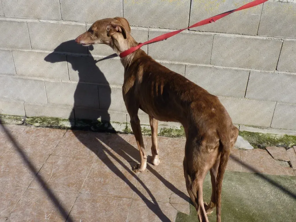 Galga 3200 Galgo Adozione levrieri 13