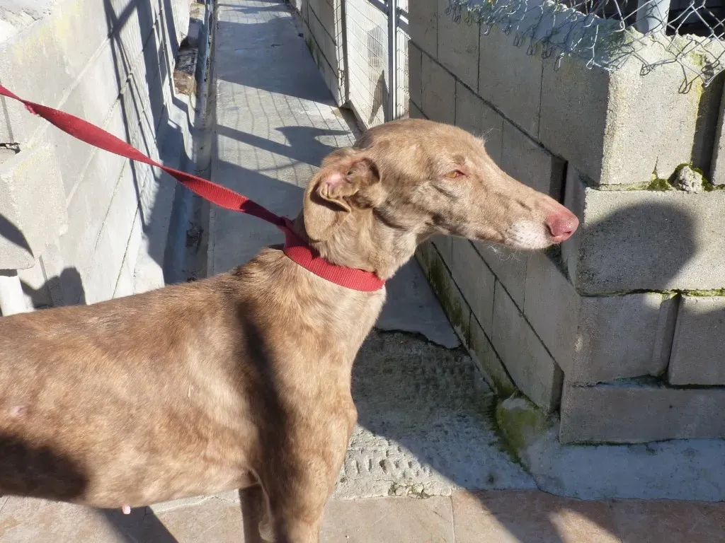 Galga 3200 Galgo Adozione levrieri 14