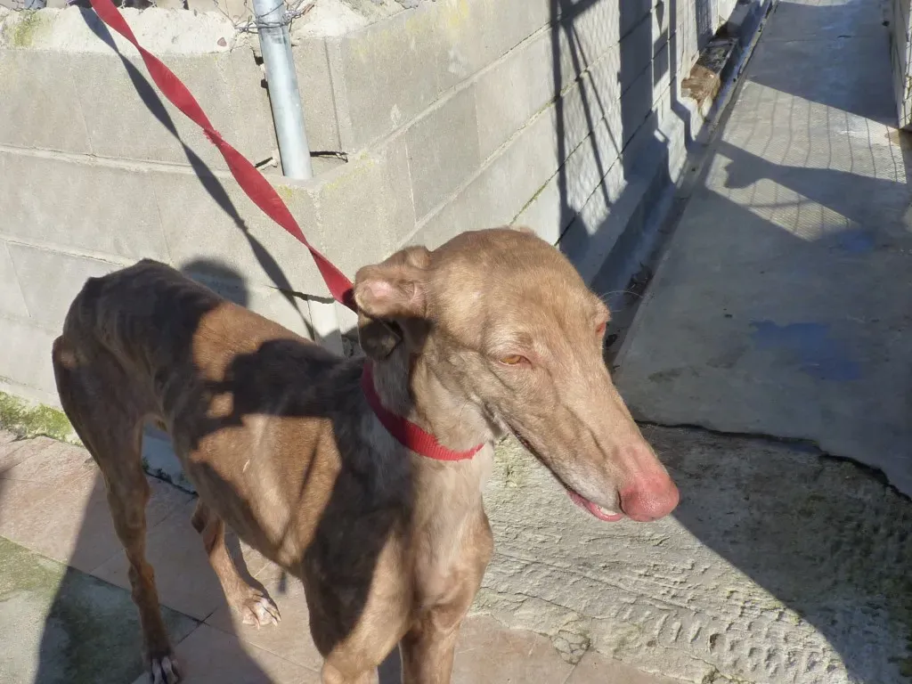 Galga 3200 Galgo Adozione levrieri 15