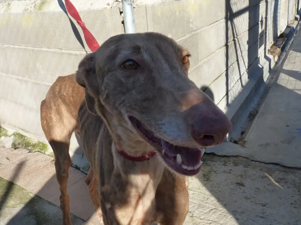 Galga 3200 Galgo Adozione levrieri 16