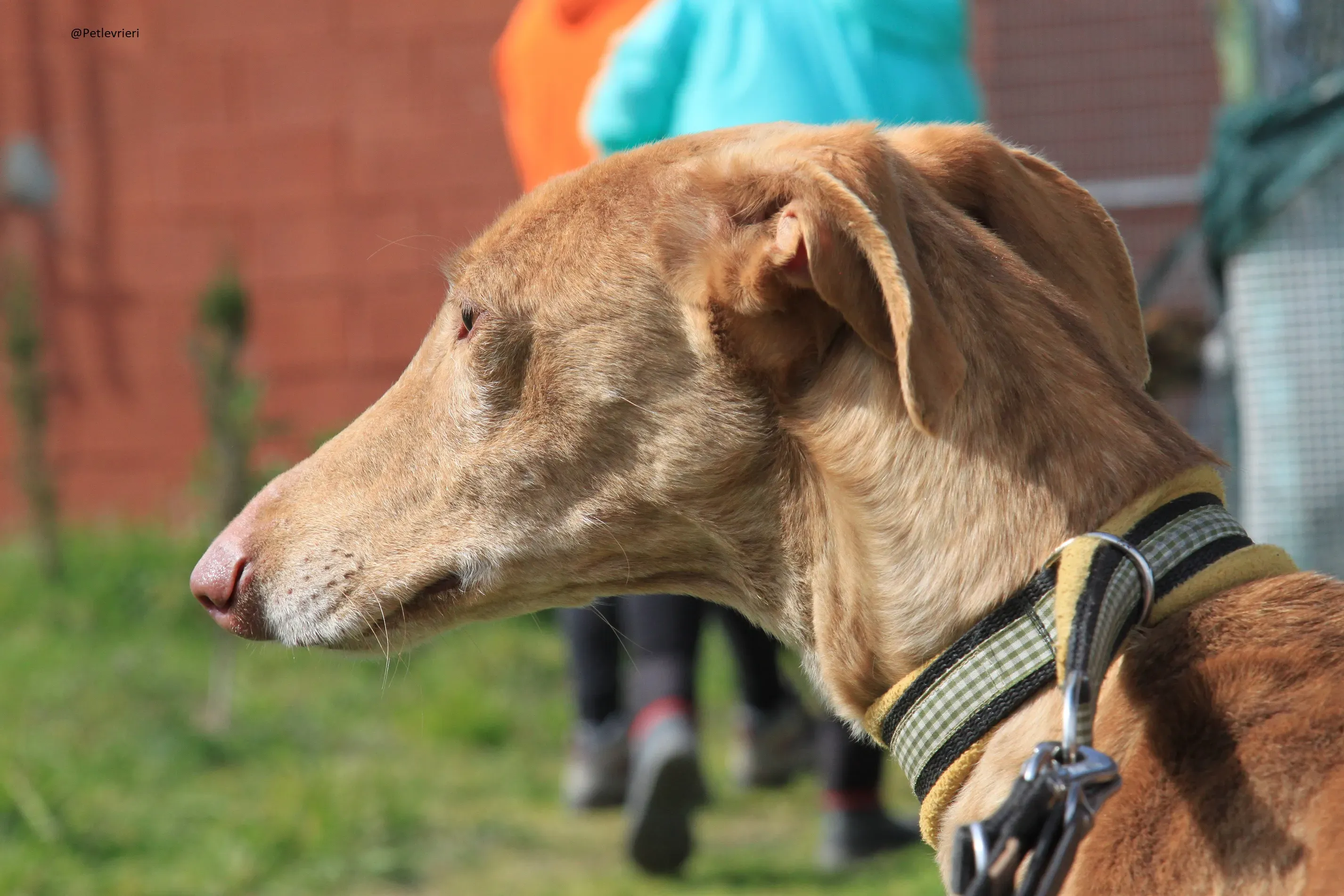 Galga 3200 Galgo Adozione levrieri 17