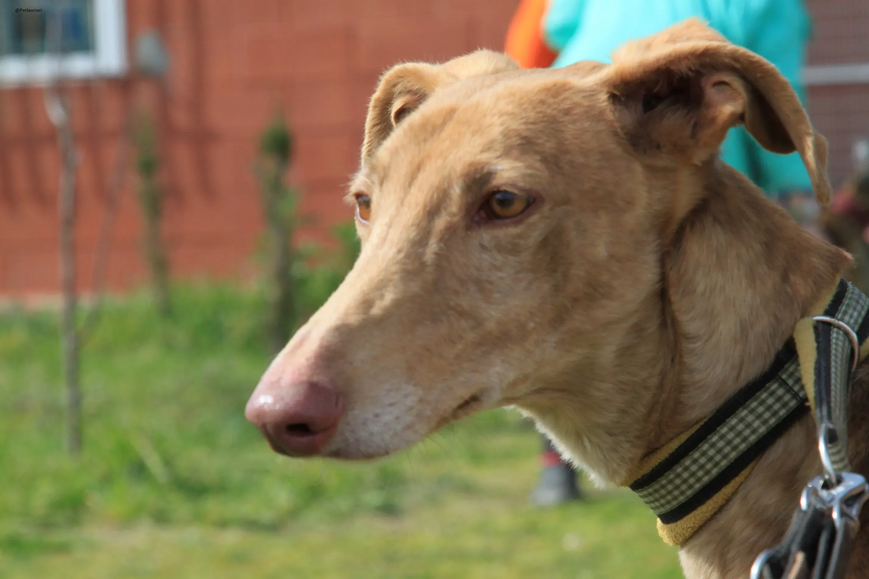 Galga 3200 Galgo Adozione levrieri 18