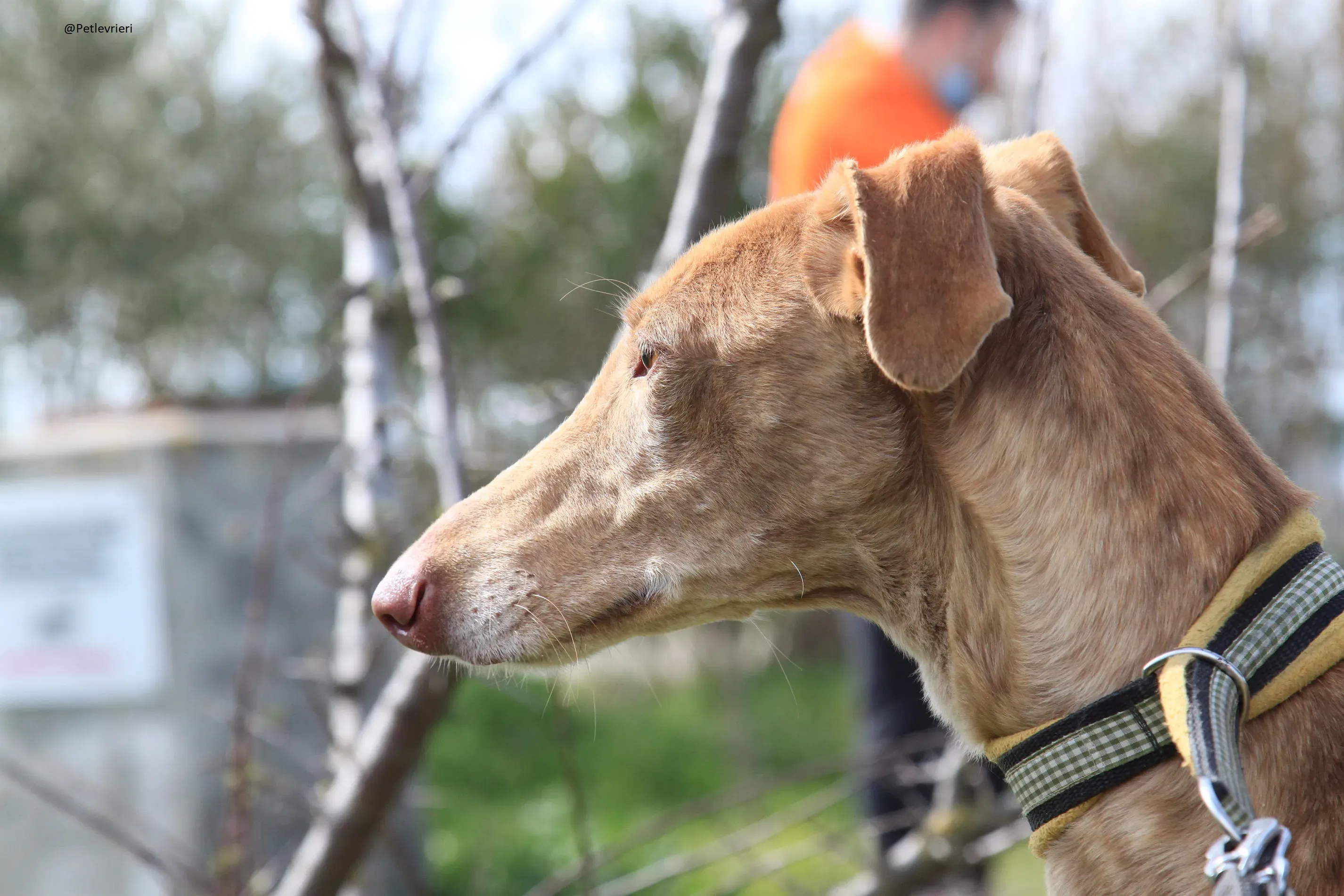 Galga 3200 Galgo Adozione levrieri 19