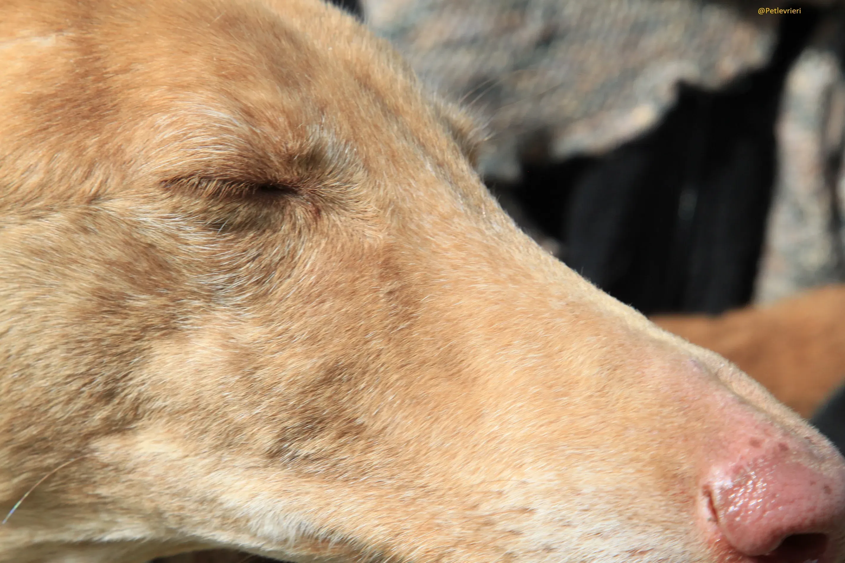 Galga 3200 Galgo Adozione levrieri 2