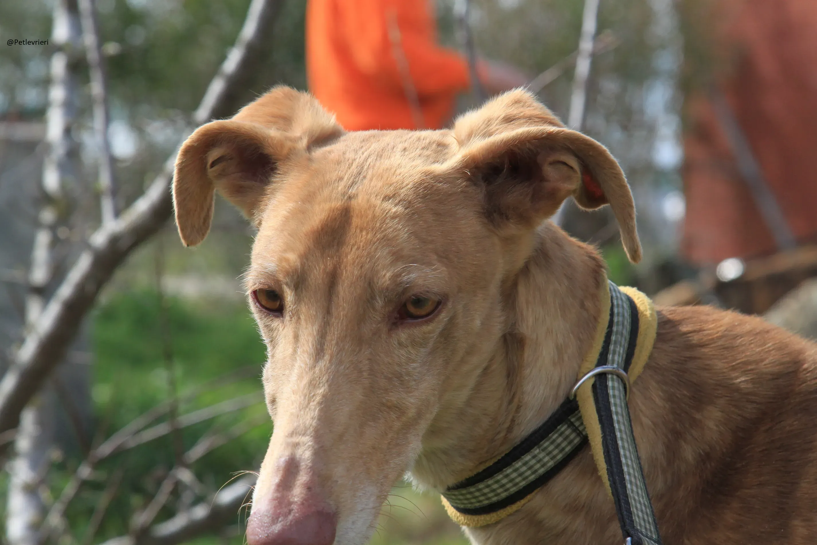 Galga 3200 Galgo Adozione levrieri 20