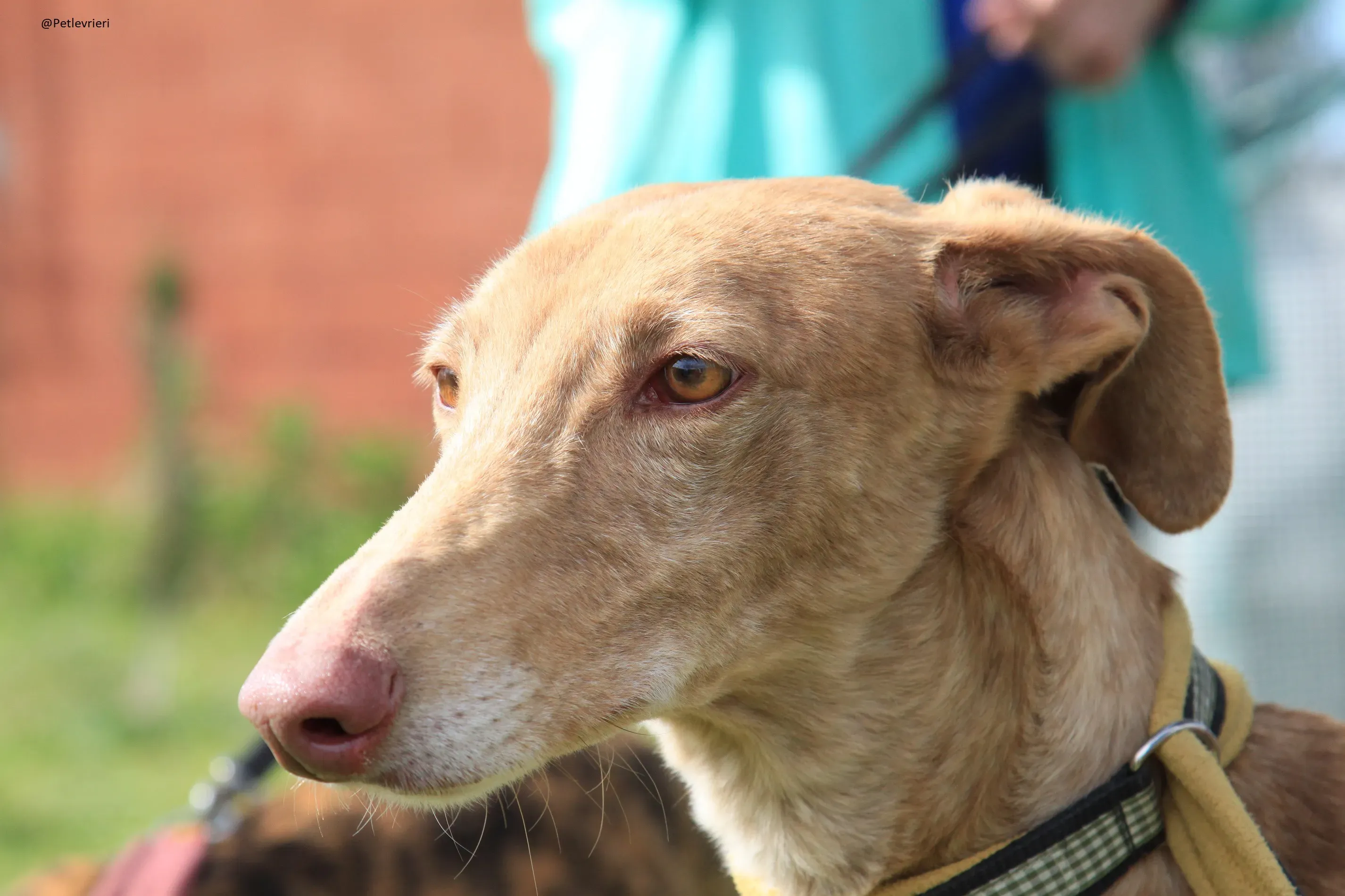 Galga 3200 Galgo Adozione levrieri 21