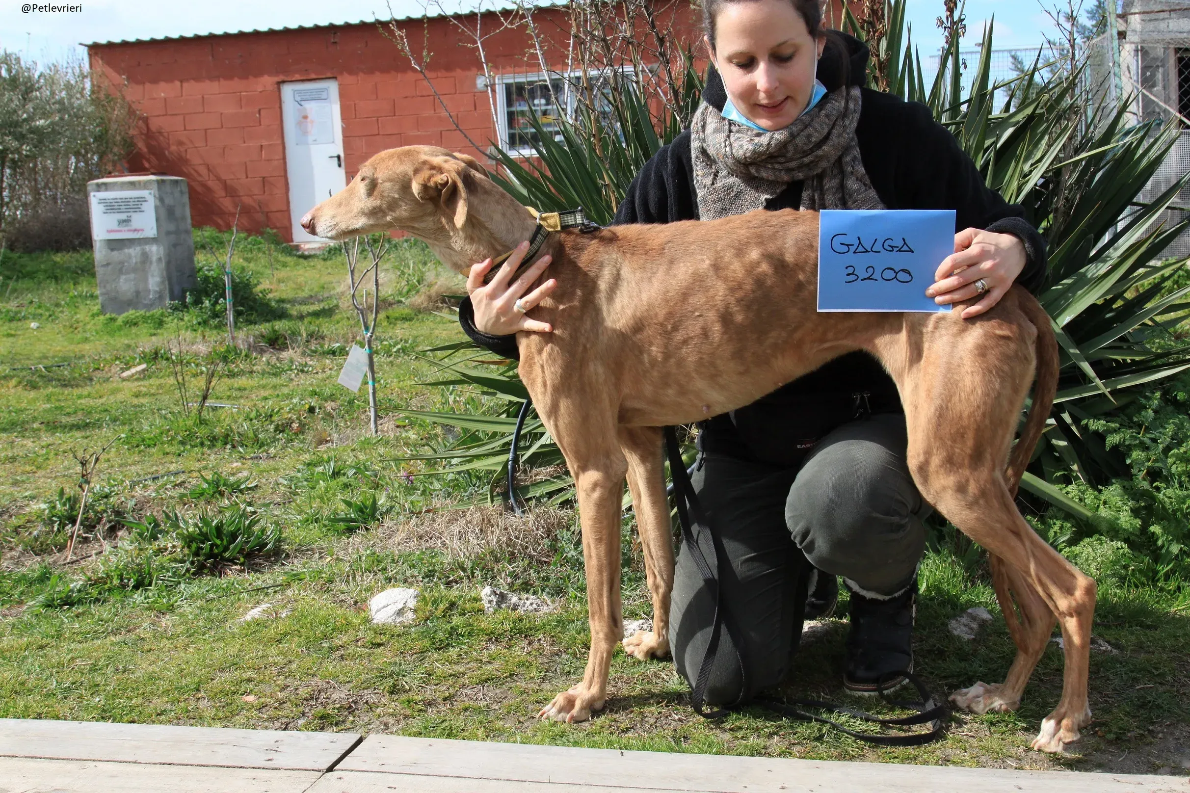 Galga 3200 Galgo Adozione levrieri 22