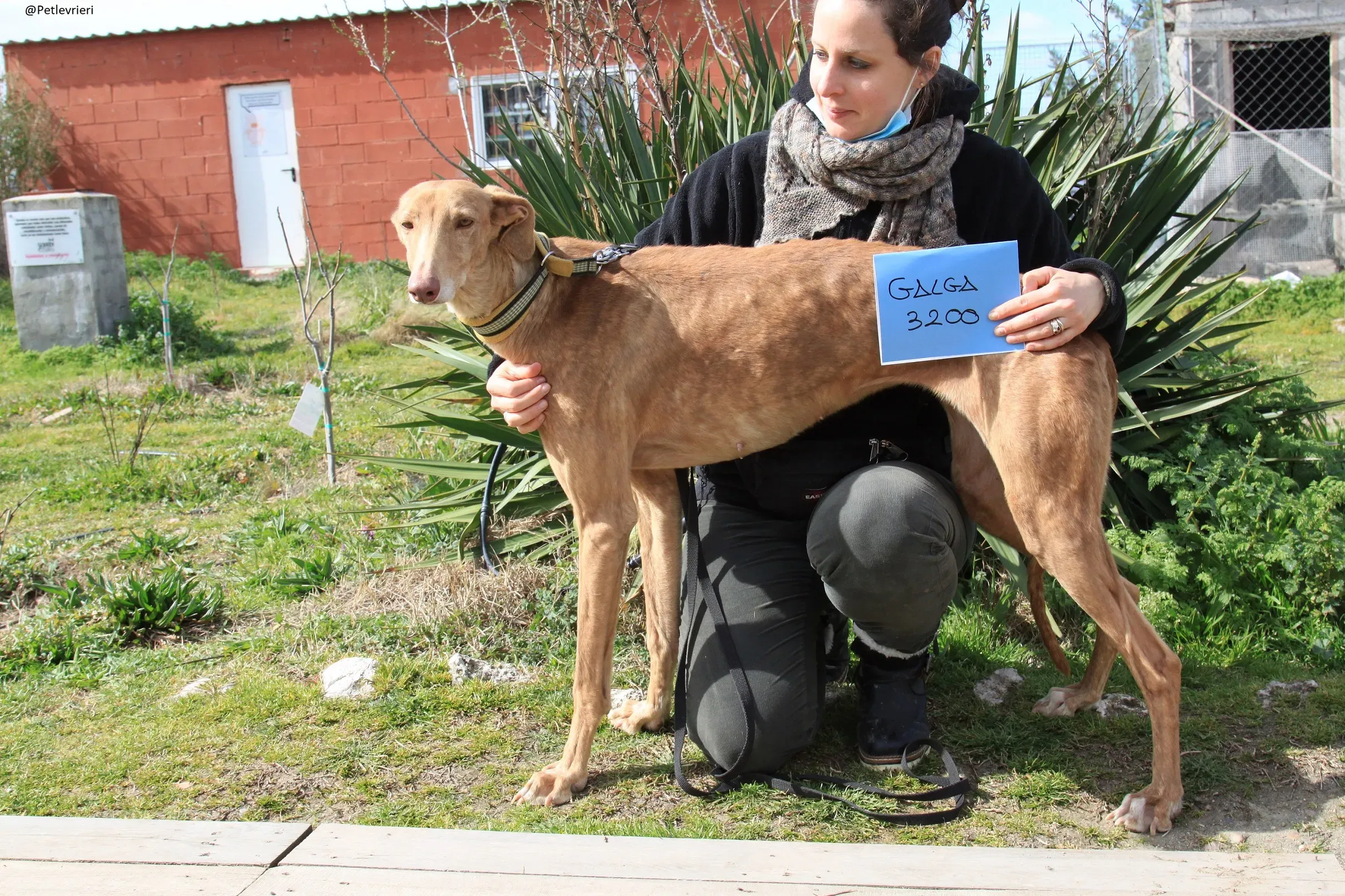 Galga 3200 Galgo Adozione levrieri 23