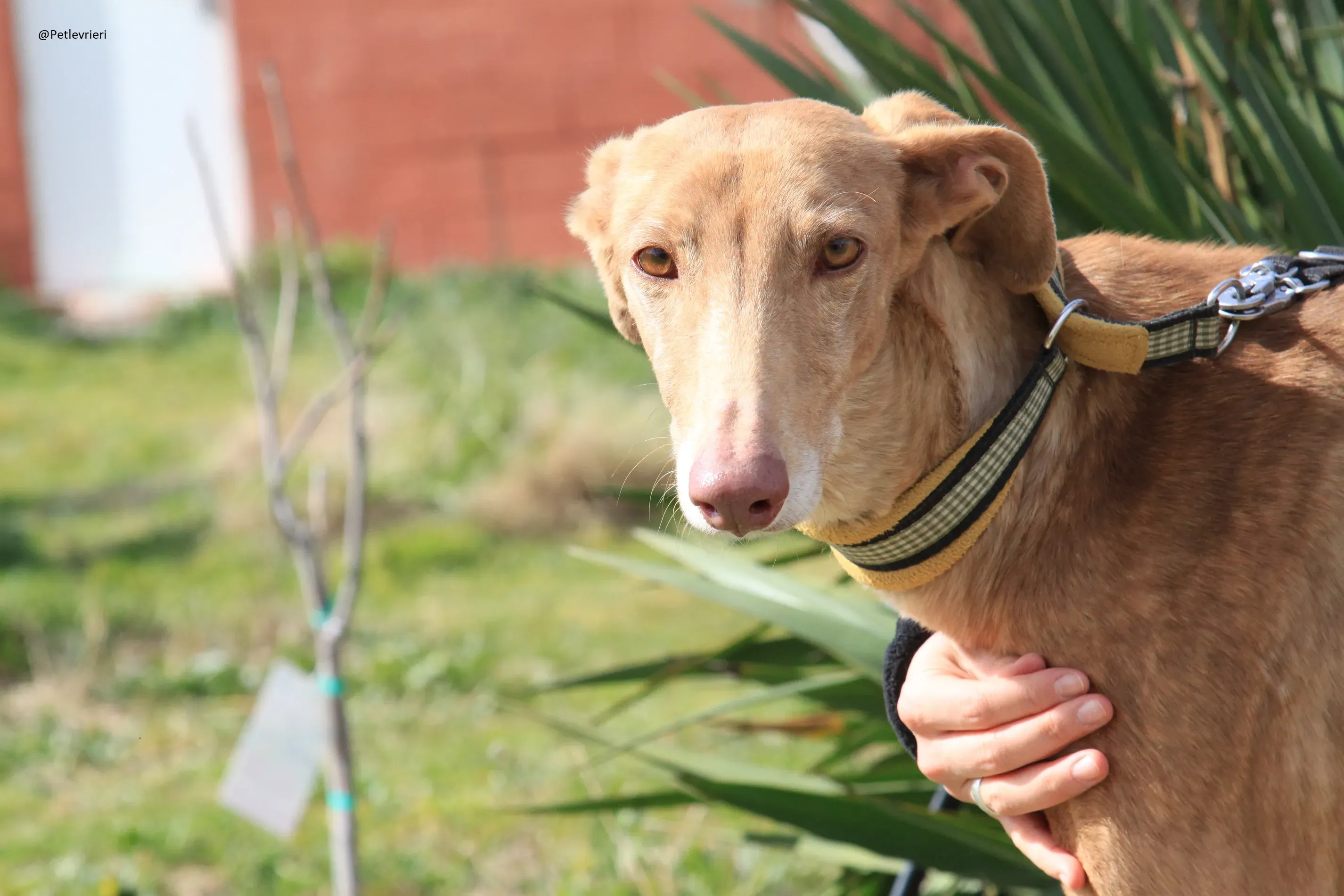 Galga 3200 Galgo Adozione levrieri 24