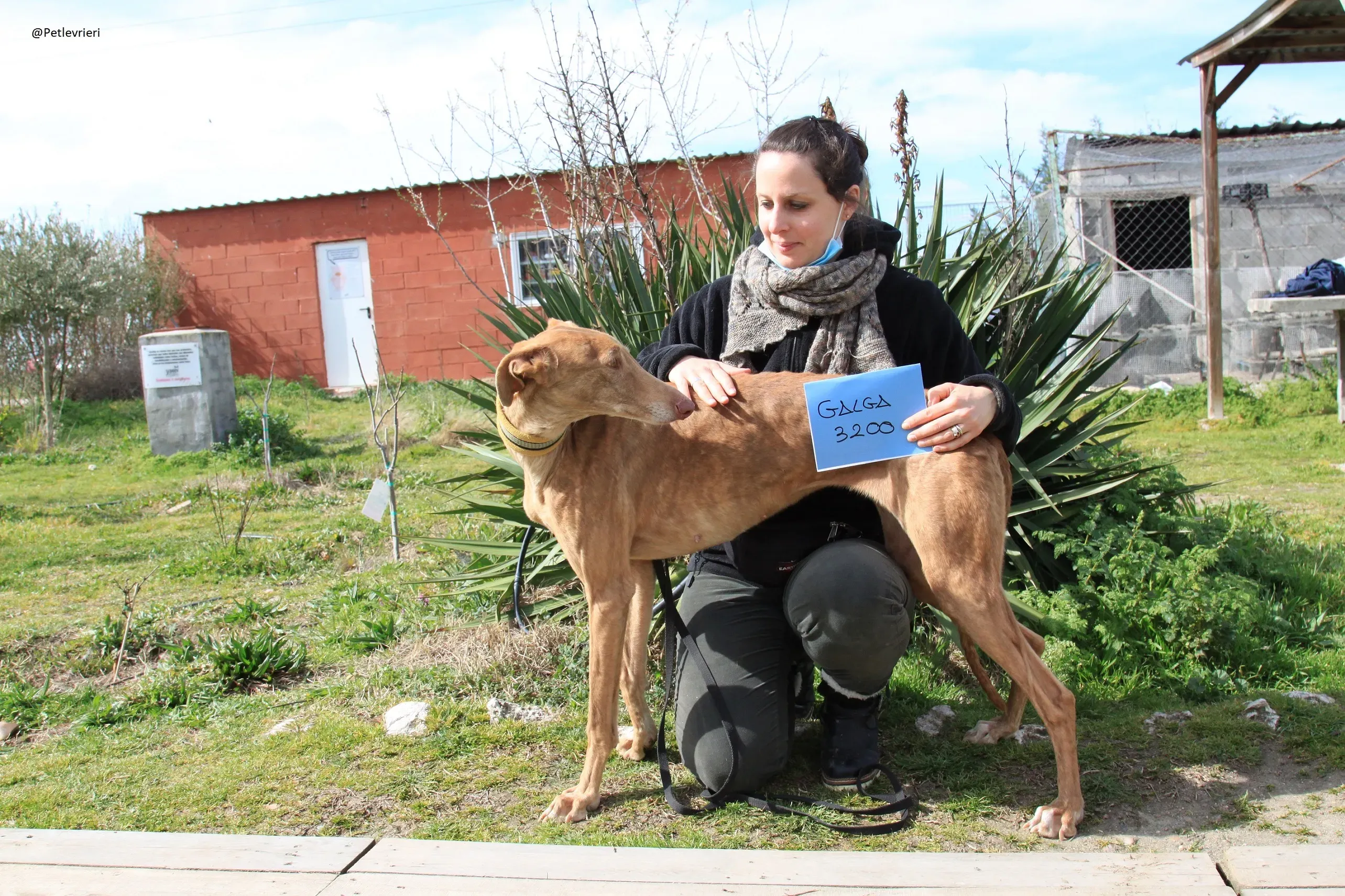 Galga 3200 Galgo Adozione levrieri 25